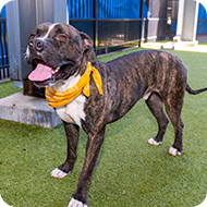 Dark brown dog with white chest and paws wearing a yellow bandana