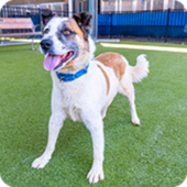 White dog with light and dark brown spots wearing a blue collar