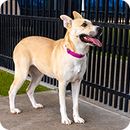 Light tan dog with a bright pink collar with tongue sticking out.
