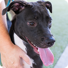 Gooseberry, a female black and white Labrador Retriever mix