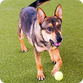 Matrix, a male brown German Shepherd mix