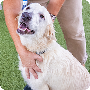 Dandelion, a female 3 year old Great Pyrenees