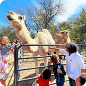 Kids petting a camel