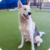 Meet Brock, a tan and gray German Shepherd 