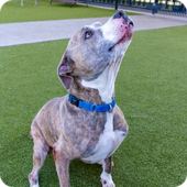 Meet Nancy, a brown and gray striped pit bull mix