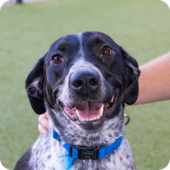 Meet Freedom, a black and white short hair pointer mix