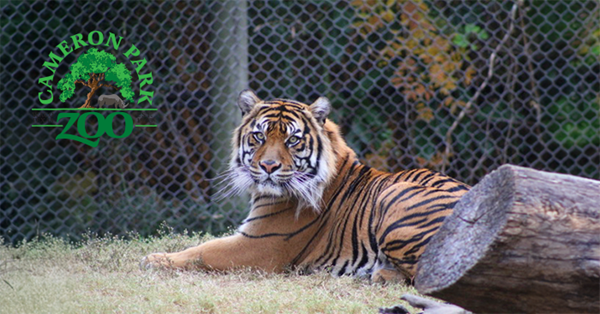 An orange and black striped tiger sitting