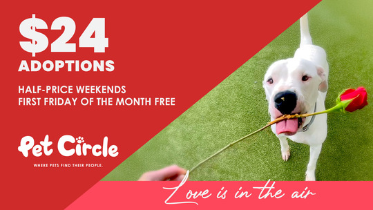 Love is in the air, discounted adoptions at Pet Circle Regional Animal Center