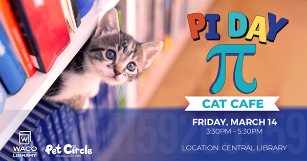 A kitten poking out of a bookshelf