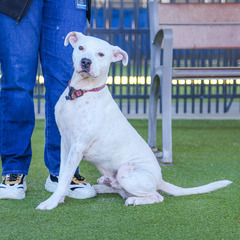 A white dog sitting and looking at the camera off to the side