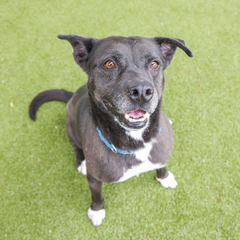 A black dog looking up at the camera with a happy smile