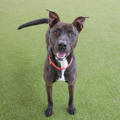 A black dog with pointy ears looking up at the camera and smiling