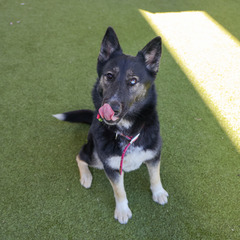 A fluffy black dog sitting and looking up at the camera with a cute head tilt and smile