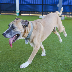 A tan dog running past the camera with a happy smile