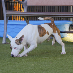 A white and tan dog sniffing the ground and walking past the camera