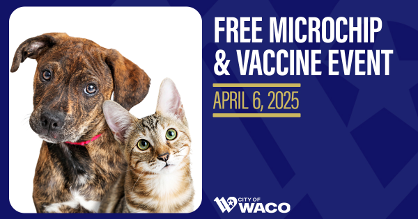 A brown dog and a cat