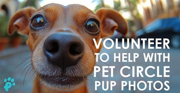 volunteer to take pet circle photos