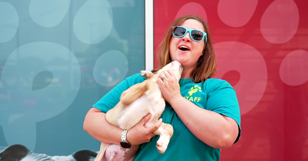 A dog licking a woman wearing sunglasses