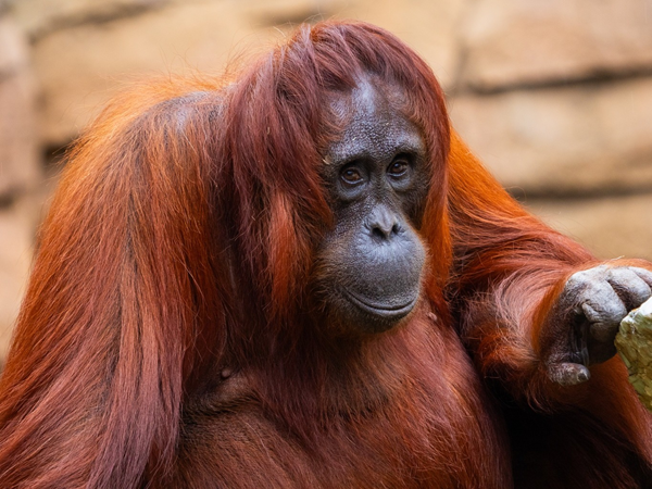 An orangutan with red fur