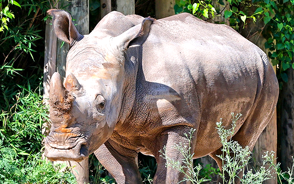 Mosi, a large gray rhino in a wooded area
