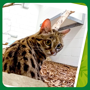 Watch the Step Into the Wild video featuring the Black-footed Cat