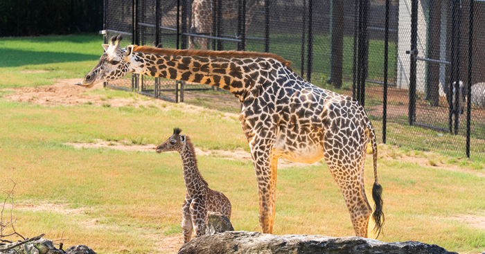 A baby giraffe with its mother