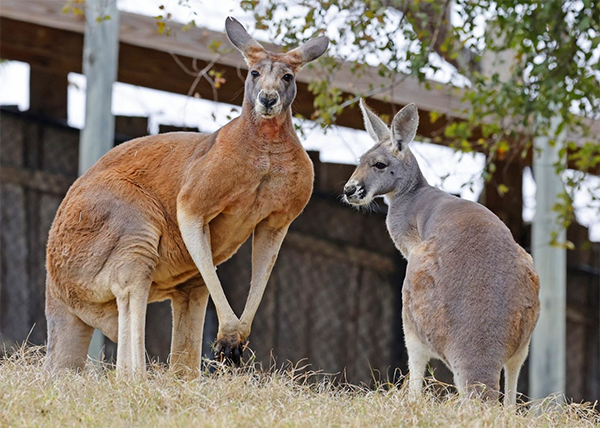 Two red kangaroos