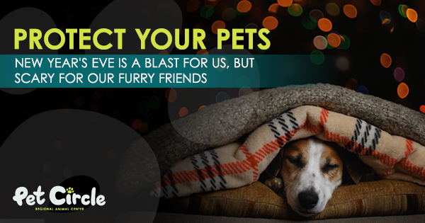 A dog under a blanket scared of fireworks