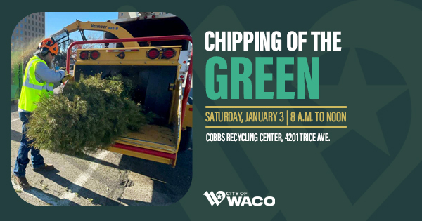 A man pushing a Christmas tree through a wood chipper
