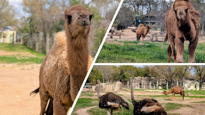 New camels and ostriches at Cameron Park Zoo