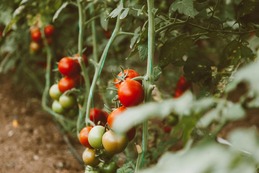 tomatoes on a vine