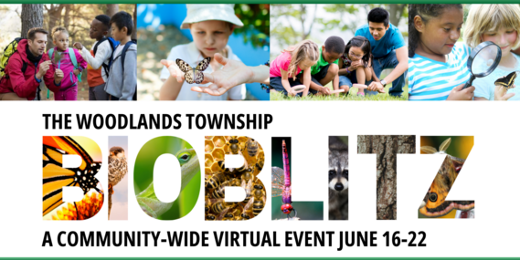 The Woodlands Township BioBlitz; Photos of smiling children looking at insects