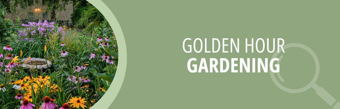 Golden Hour Gardening