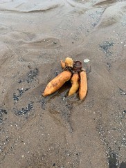 Hemlock Water Hogwart