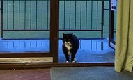 Cat at polling station