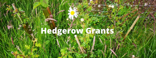 Hedgerow Grants