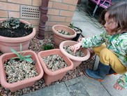 Little girl planting bulbs in pots outside