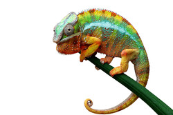 chameleon