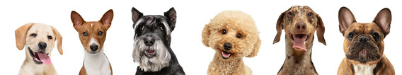Dog banner