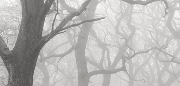 "Sciryuda" photograph by Terence Lane