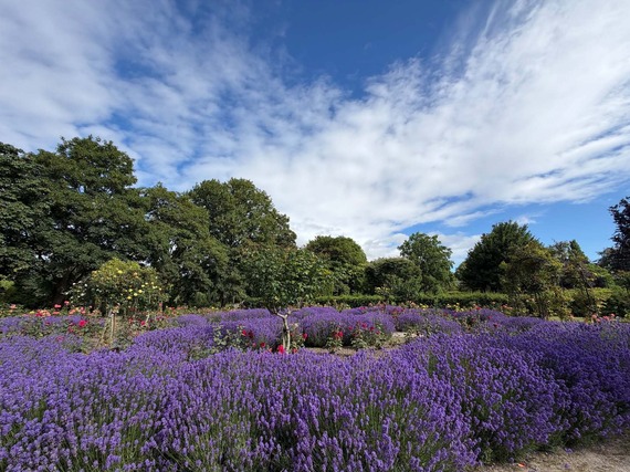 Flora at Kings' Park.