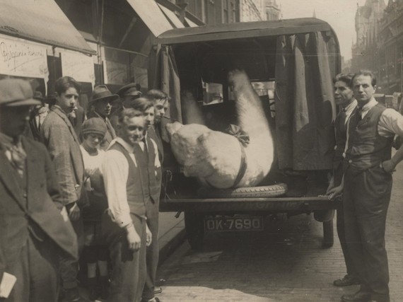 Photo of a group of men beside the back of an open van with a stuffed polar bear in the boot, ready for transport to the dry cleaners!