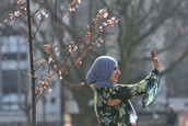 A lady taking a picture of herself by one of the new temporary blossom gardens in Birmingham city centre. 