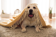 Cute dog