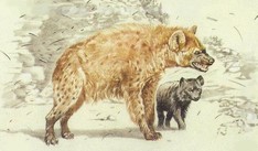 Illustration of a hyena