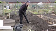 Tania digging in her allotment