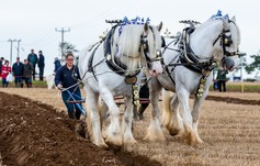 Heave horses ploughing