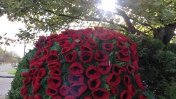 knitted Poppy display
