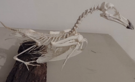 Bird skeleton