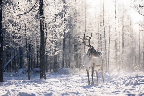 Reindeer in the snow